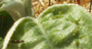 ants and aphids