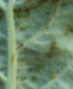 ants and aphids