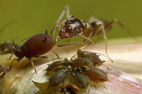 Ant Aphid