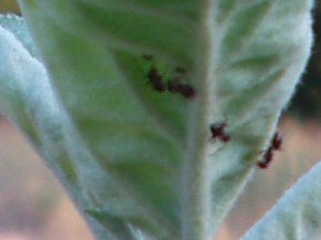 ants