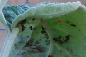 ants