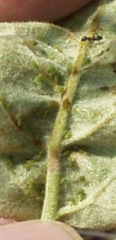 aphids