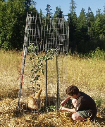 chicken with apple tree