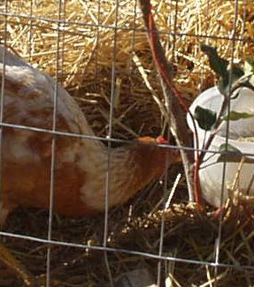 chicken eating ants