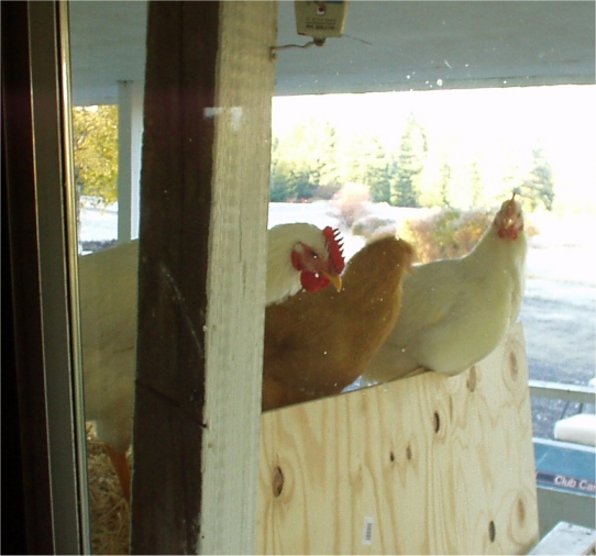 Everything You Ever Wanted to Know About Raising Chickens — Better Farm