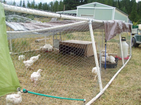 portable chicken pen made from PVC