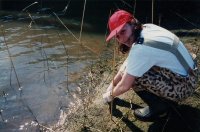 A. C. Bryant collecting a benthic sample.