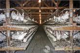 more factory farm layers