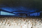 more factory farm meat chickens
