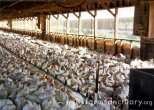 factory farm meat chickens