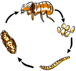 flea life cycle