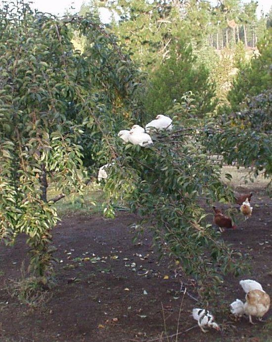 free range chickens on a pear tree