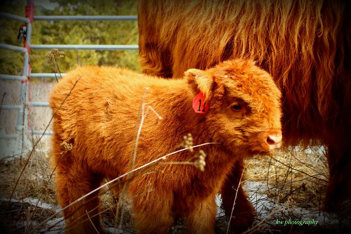 Wilbur the Calf